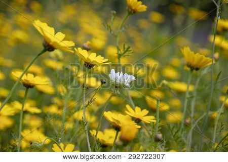 White Flower Scabiosa Columbaria Among A Field Of Yellow Wild Chrysanthemums. Landscape