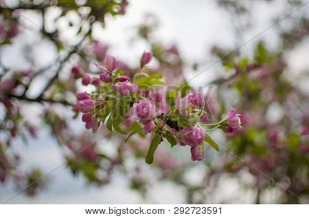 Pink Sakura Flower Bloom In Spring Season. Cherry Blossom With Soft Focus, Focus On Center Flower Cl