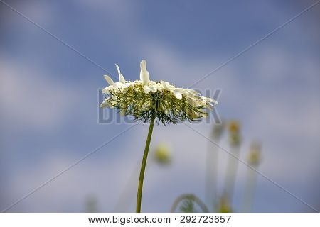 White Flower Scabiosa Columbaria Against The Blue Sky With Clouds Close Up