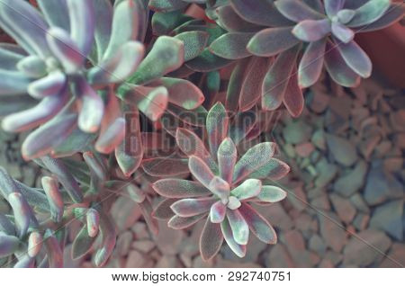 Echeveria Leucotricha (chenille Plant). Nature Abstract Background. Close-up