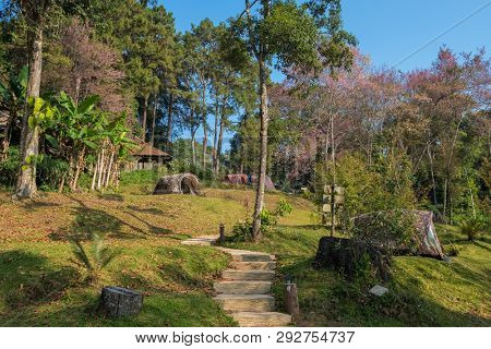 Sakura blooming in Doi Pui National Park camp site near Chiang Mai, Thailand