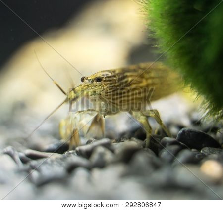 Close-up View Of Freshwater Bamboo Shrimp. Atyopsis Moluccensis.