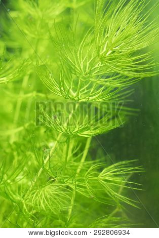 Close-up View Of Freshwater Plant. Ceratophyllum Demersum.