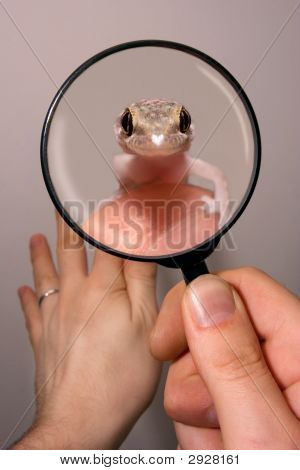 Gecko In A Magnifying Glass