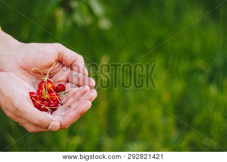 A Man's Hand Is Holding A Freshly Picked Ripe Fruit Of A Red Sweet Cherry With Sprigs And A Vinelet 