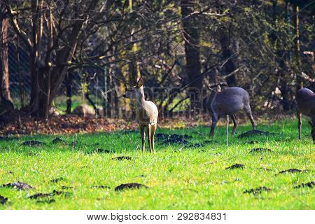 Deer Standing On A Meadow In Germany.