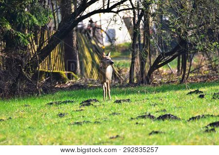 Deer Standing On A Meadow In Germany.