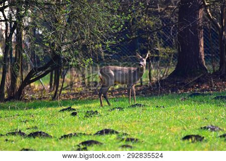 Deer Standing On A Meadow In Germany.