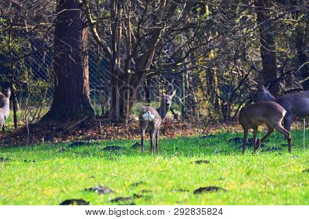Deer Standing On A Meadow In Germany.
