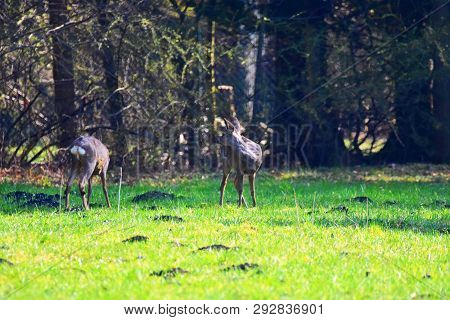 Deer Standing On A Meadow In Germany.