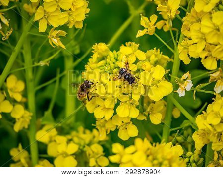 A Small Hoverfly Feeds From A Cluster Of Wild Mustard Flowers Bloom In A Planter Box In A Japanese P