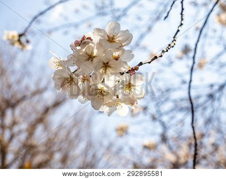 A Cluster Of White Japanese Cherry Blossoms, Or Sakura, In Nearly Full Bloom. These Very Popular Flo