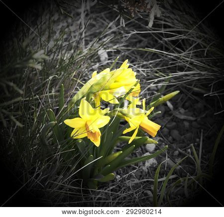 Yellow Flowers, On Black Background. Sprimg Time