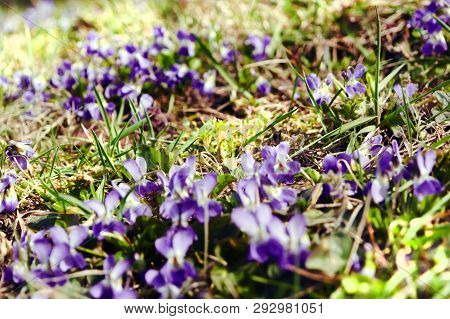 Field With Spring Violets. Blur Image. Sprimg Time
