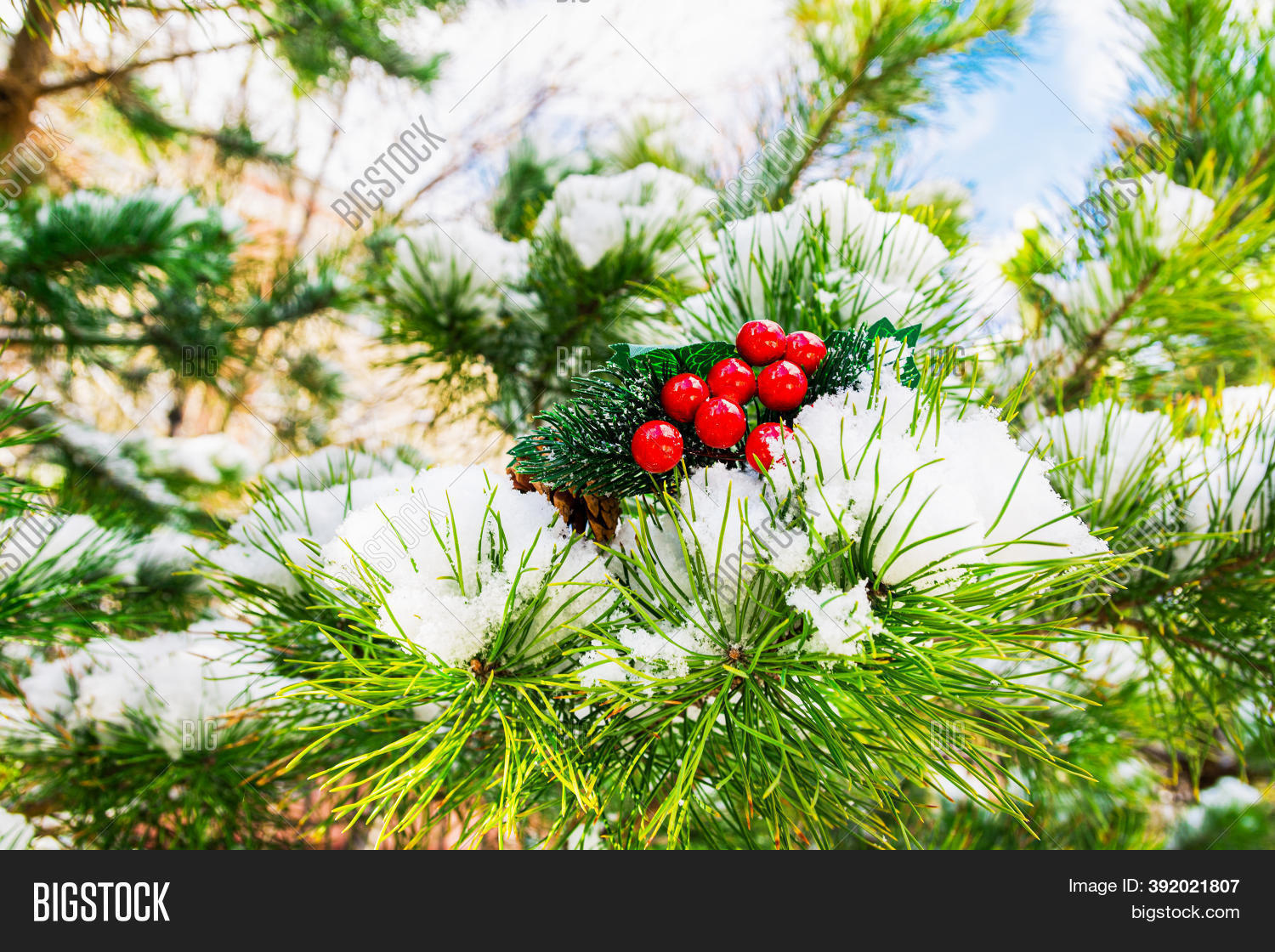 Red Berries Decorate Image & Photo (Free Trial) Bigstock