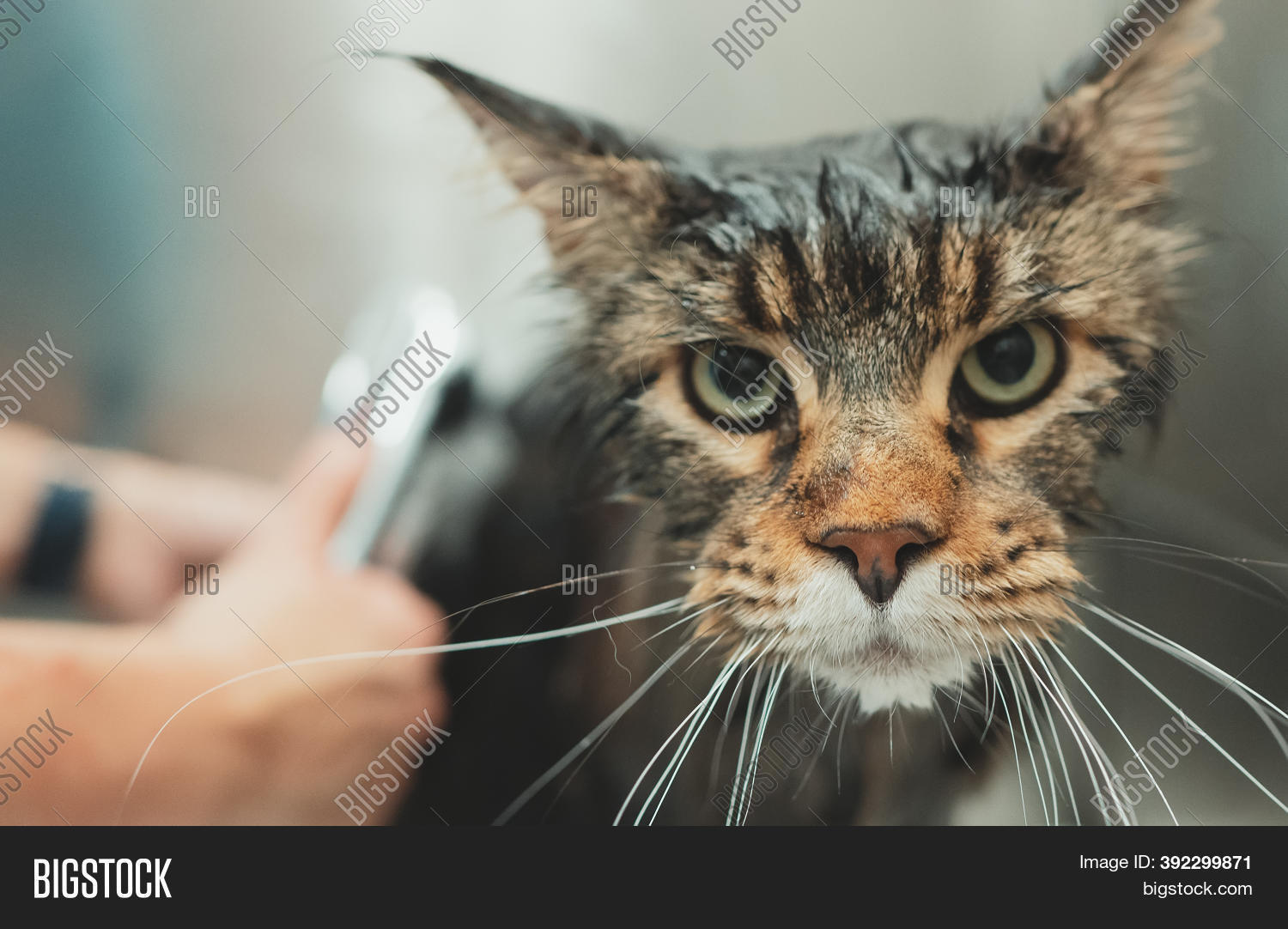 Woman Washing Cat Image & Photo (Free Trial) Bigstock