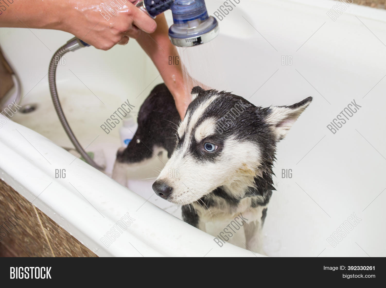 Husky Puppy Washing Image & Photo (Free Trial) Bigstock