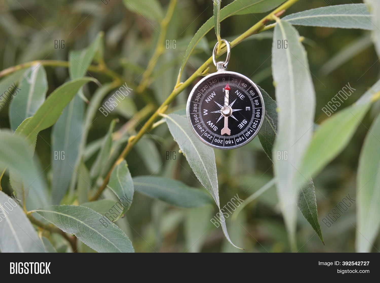 Round Compass On Tree Image & Photo (Free Trial) Bigstock