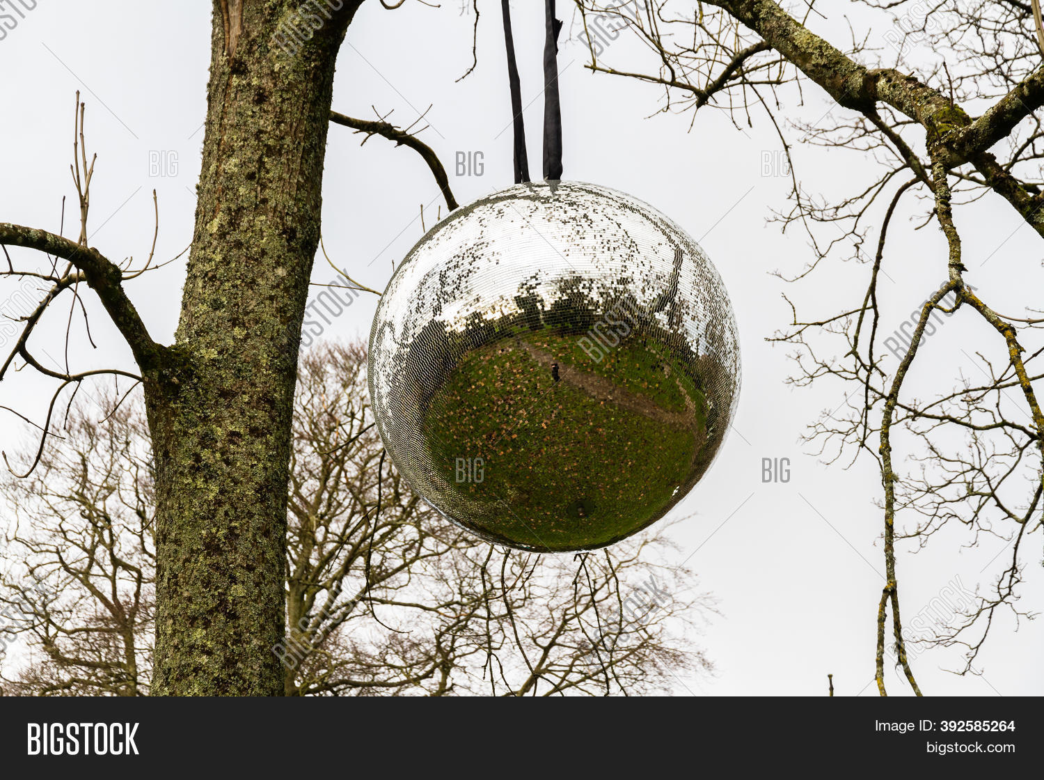 Mirror Ball Woodland Image & Photo (Free Trial) Bigstock