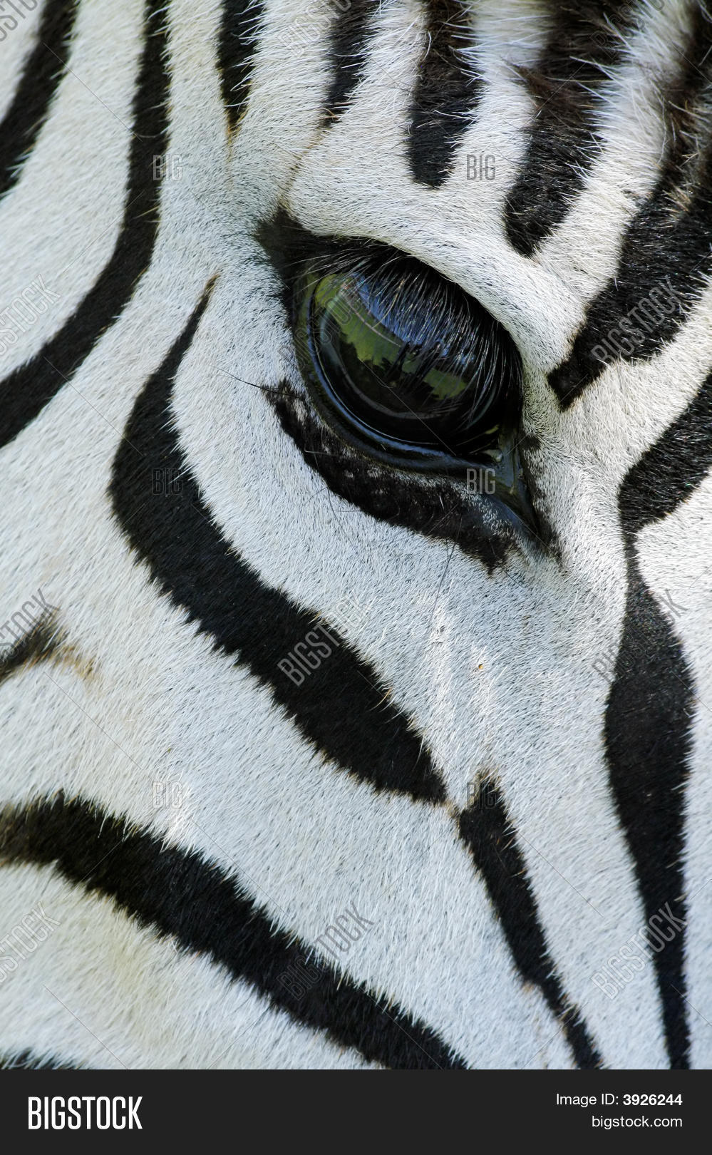 Zebra Eye Image & Photo (Free Trial) Bigstock