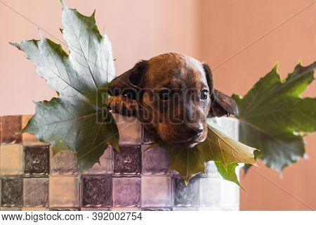 Little Tan Black Brindle Dachshund Pup Looking Out Of Checkered Basket With Green Maple Leaves Indoo