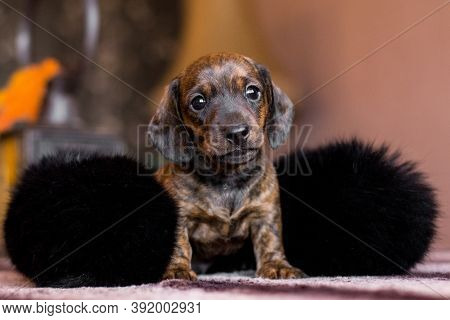 Little Dachshund Tan Black Brindle Puppy Sitting Snugly Covered In A Black Fluffy Collar On A Table 