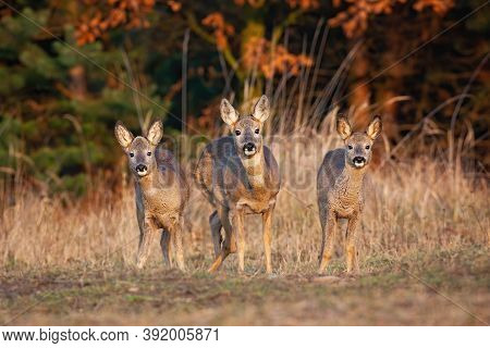 Three Roe Deer Does Standing On Field In Autumn Nature