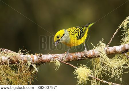 Silver-throated Tanager (tangara Icterocephala) Sitting On A Branch, Costa Rica