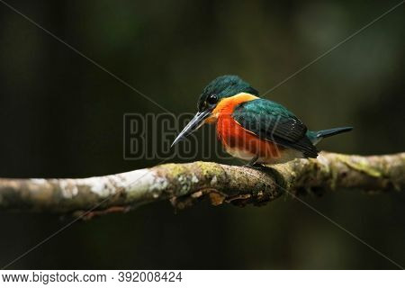 American Pygmy Kingfisher (chloroceryle Aenea) Perched On A Stick, Costa Rica