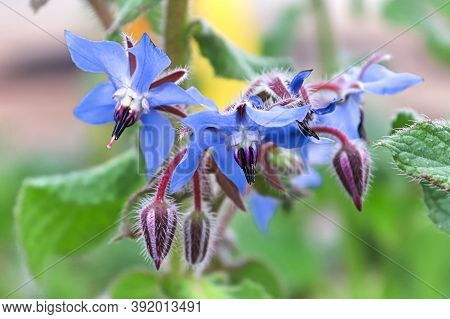 Barage Flowers Blossoming On A Plant In The Garden