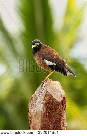 Common Myna (acridotheres Tristis) Sitting On A Stump, Fiji
