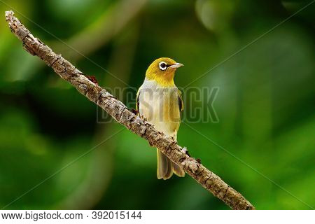 Fiji White-eye (zosterops Explorator) Sitting On A Tree Branch. It Is Endemic To The Islands Of Fiji