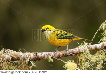 Silver-throated Tanager (tangara Icterocephala) Sitting On A Branch, Costa Rica