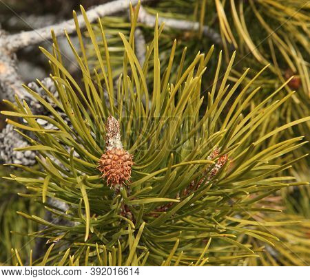 Lodgepole Pine (pinus Contorta) Cone On A Tree In Beartooth Mountains, Montana