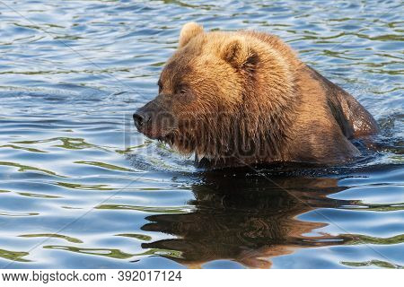Portrait Of Kamchatka Brown Bear In River. Wild Terrible Beast Fishing Red Salmon Fish During Spawni
