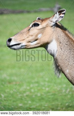 A Nilgai On A Farm In The Wild