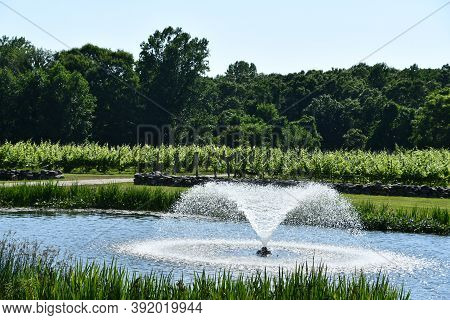 Clinton, Ct - Jul 4: Chamard Vineyard In Clinton, Connecticut, As Seen On July 4, 2020.