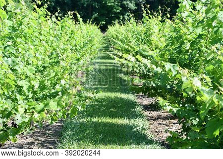 Clinton, Ct - Jul 4: Chamard Vineyard In Clinton, Connecticut, As Seen On July 4, 2020.