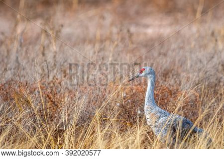 A Large Sandhill Cranes In Bisbee, Arizona
