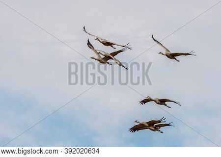 A Large Sandhill Cranes In Bisbee, Arizona