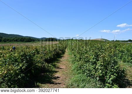 Wallingford, Ct - Jul 18: Paradise Hills Vineyards In Wallingford, Connecticut, As Seen On Jul 18, 2