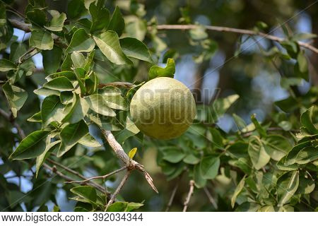 Aegle Marmelos Or Indian Bael Fruit On The Tree