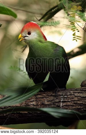 The Red-crested Turaco (tauraco Erythrolophus), Portrait With Green Background.