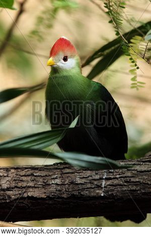 The Red-crested Turaco (tauraco Erythrolophus), Portrait With Green Background.