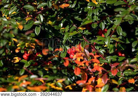 Autumn Fall Natural Background With Red Gaultheria Berries