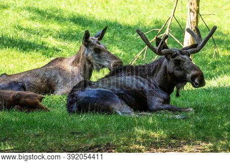 European Moose, Alces Alces, Also Known As The Elk. Wild Life Animal.