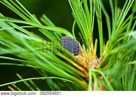 A Young Growing Cedar Cone On A Fluffy Green Branch Covered With Needles. Close-up, Selective Focus