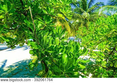 Close Up View Of Beautiful Tropical Palm Tree And Xotic Plant With Green Leaves On Sandy Beach, Brig