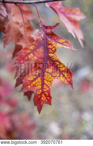 Multicolored Red Maple Leaf On A Branch, Natural Backgroundforest,