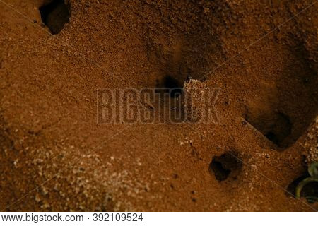 Ant  Hill Around The Bottom Of A Tree
